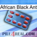 African Black Ant 06